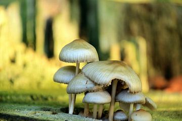 Witte paddenstoelen in het bos van Bobsphotography