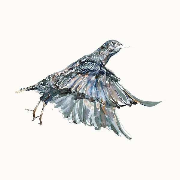 Flying starling- start of flight. by Miriam Eveline