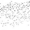 Oiseaux,  noir et blanc sur Marianne Twijnstra