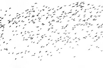 Vogels | Grutto's | zwart wit