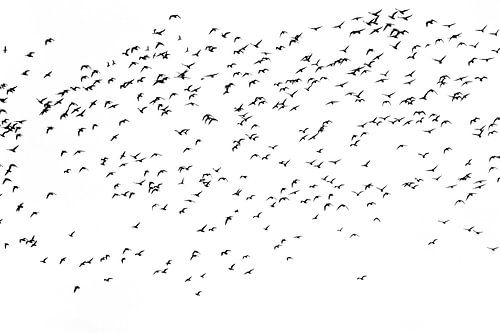 Vogels | Grutto's | zwart wit