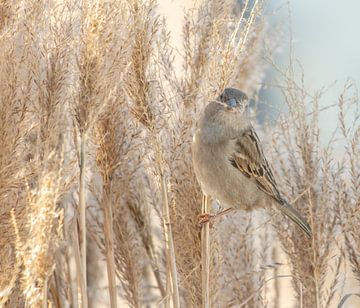 Moineau sur Connie de Graaf