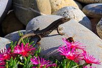 Wall Lizard