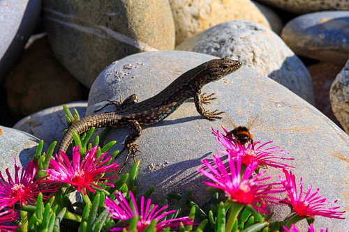 Wall Lizard