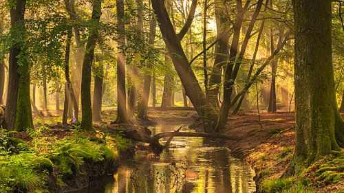 Sonnenharfen im Wald von Leuvenum an einem schönen Frühlingsmorgen