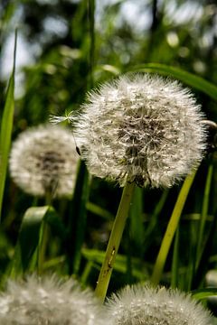 Paardebloem... sur Jelte Bosma