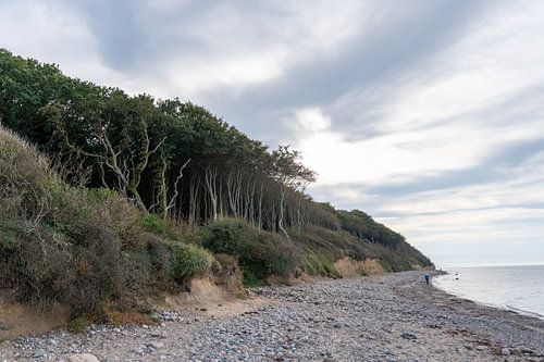 Ghost forest Nienhagen on the Baltic Sea, Baltic Sea coast, Mecklenburg-Western Pomerania, Germany