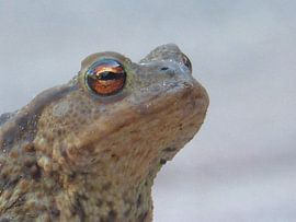 Een kikker die op bezoek komt in het beeld by Veluws