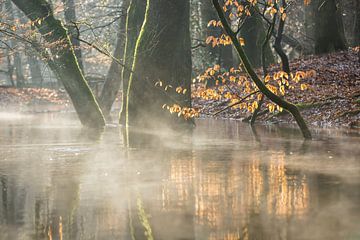 Autumn branch in early morning mist by Peter Haastrecht, van