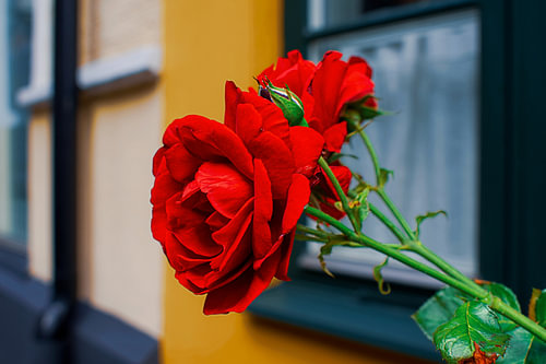Rote Rosen an einer dänischen Fassade