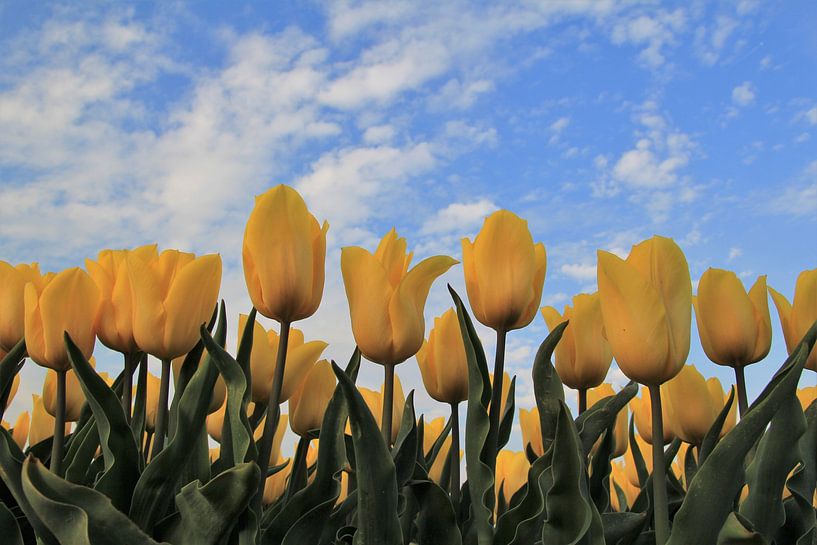 a field with yellow tulips and a blue sky in holland by Angelique Nijssen