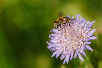 Syrphe sur fleur pourpre