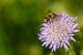 Zweefvlieg op paarse bloem van Joop Gerretse