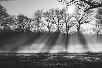 Sunbeams black and white by Lisa Dumon