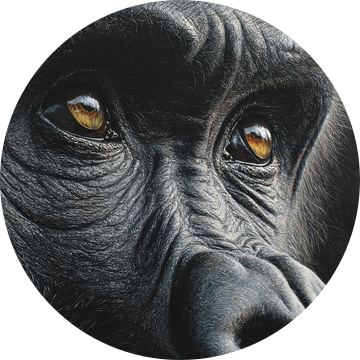 Gorilla in Reflectieve Blik van Diepte