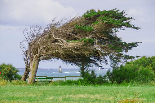 Gone with the wind...