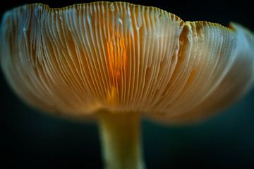 Doorschijnende paddenstoel met zonlicht van Fotografiecor .nl