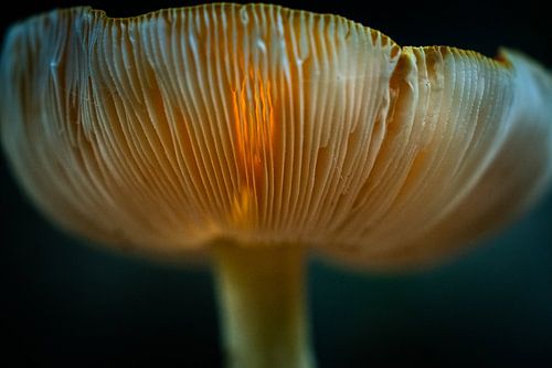 Doorschijnende paddenstoel met zonlicht