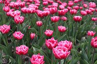 Roze tulpen van Bodine thumbnail