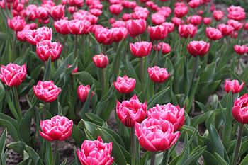 Tulipes roses