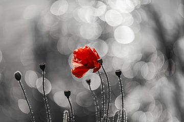 Red in the poppy field by Jeannette Fotografie