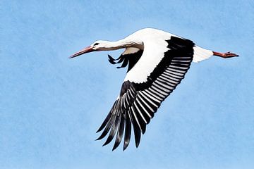 Stork in flight