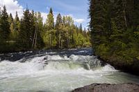 Wilde rivier