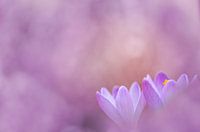 Purple rain, Lila regen