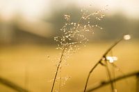 Nature diamonds