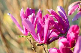 Close-up van roze magnoliabloesems van Milcho Milev
