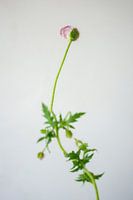 Coquelicot rose en herbe