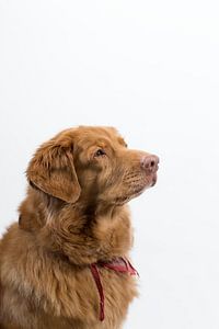 Nouvelle-Écosse Toller Duck Retriever Tiba sur Janine Bekker Photography