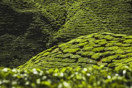 Plantations de thé, Malaisie sur Daniël Schonewille