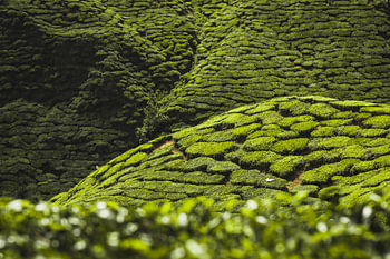 Teeplantagen, Malaysia
