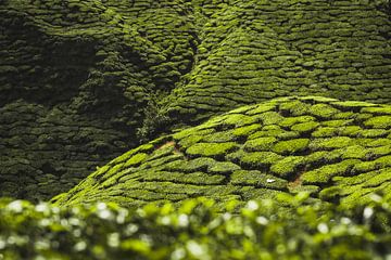 Teeplantagen, Malaysia von Daniël Schonewille