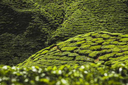 Theeplantages, Maleisië