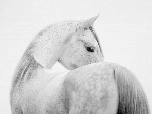 Fearless Horse - Black & White