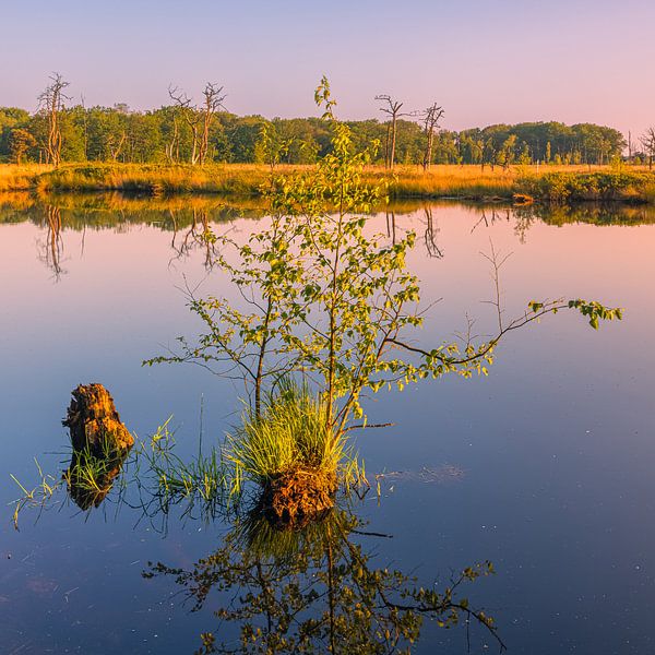 Ein Vormittag in Appelbergen, Drenthe von Henk Meijer Photography