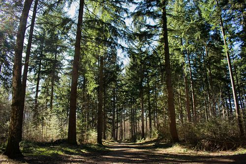 Wandelen door het bos