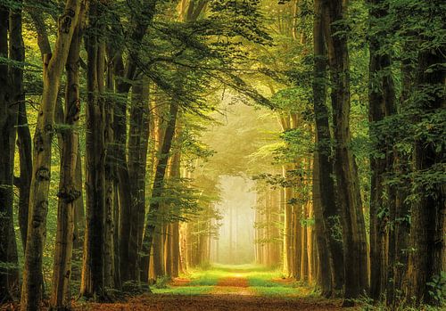 The Portal of Imagination is Real