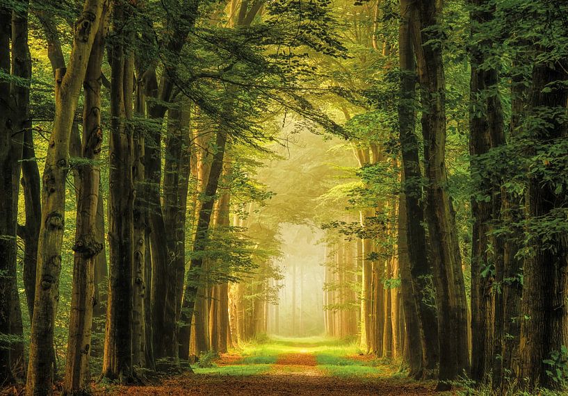 The Portal of Imagination is Real van Lars van de Goor