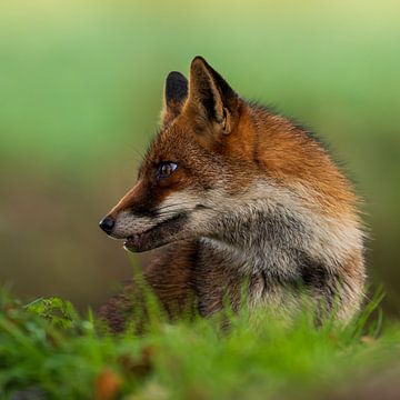 Fuchs in der Natur schön für Wand (quadratisch) von Gianni Argese
