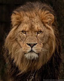Löwe von Wouter Van der Zwan