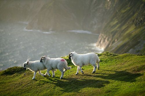 Playful lambs at the cliffs of Slieve League by Roelof Nijholt