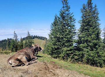 Alpenrust: Een Beierse Bruine Rund op de Hoogvlakten van Steinfox Art