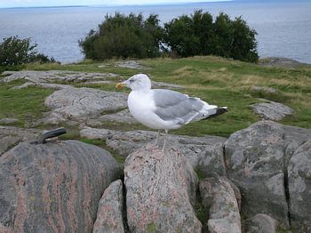 Stilleben mit Möwe am Kullaberg, Schweden