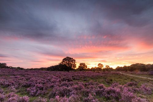 Zonsondergang op de paarse heidevelden!