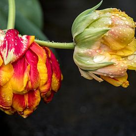 Exposition de tulipes au printemps sur Annelies Martinot