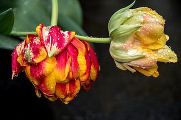 Tulpenpracht in de lente