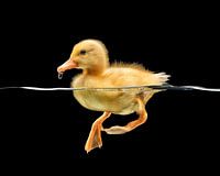 Baby duckling